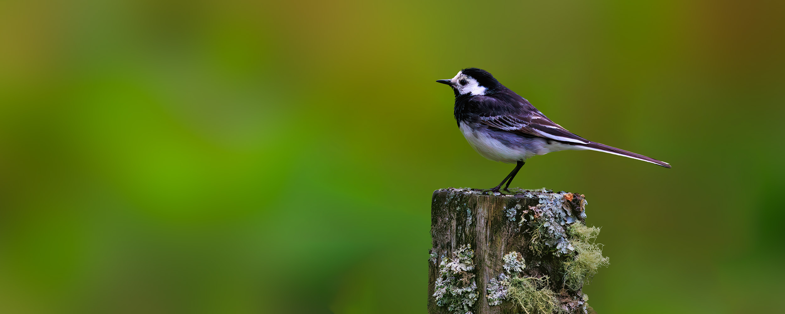 Pied wagtail on a stick against green background